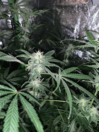 first-grow-and-hello-15.jpeg