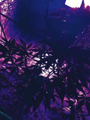 FF0E9579-E5E4-444E-84B4-7E310DE97EDB.jpeg