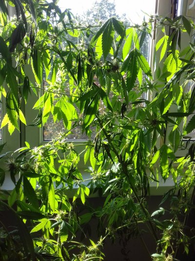 need-help-with-my-plant-6.jpg