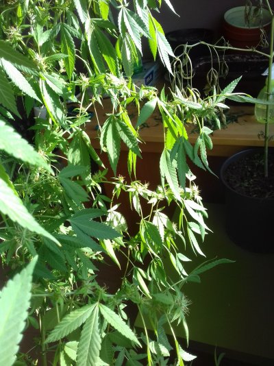 need-help-with-my-plant-9.jpg