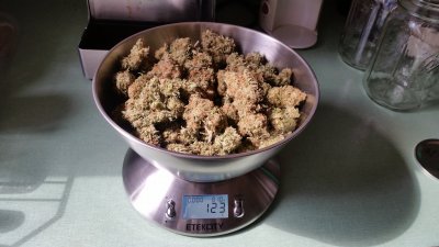 LSD #2 scale.jpg