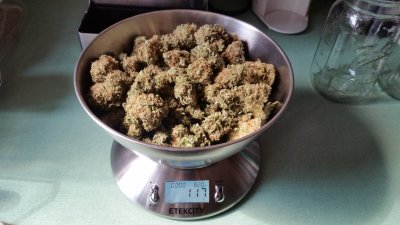 LSD #3 scale.jpg
