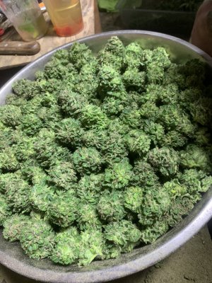 Lets see your 2020 Outdoor Plants!