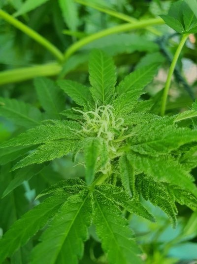 Should I Harvest Early UK Outdoor?