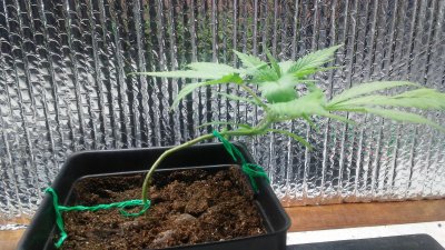 Ongoing Soil Grow