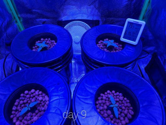 viparspectra-par1200-help---first-grow-3.jpg