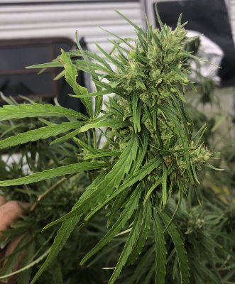 Pics of grow