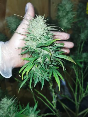 Lets see your 2020 Outdoor Plants!
