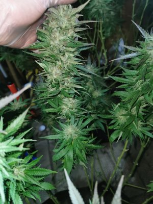 Lets see your 2020 Outdoor Plants!