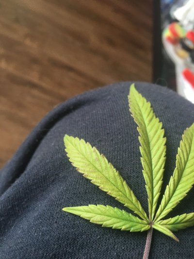 need-help-with-flowering-mom-plant-4th-week.jpg