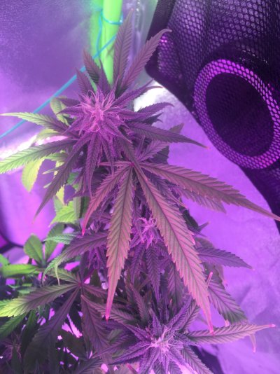 need-help-with-flowering-mom-plant-4th-week-3.jpg