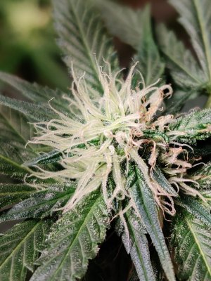 Flower's pistils are turning brown/black too soon