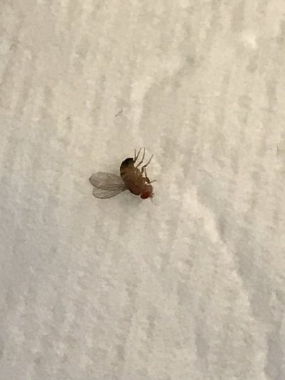what-kind-of-gnats-are-these-4.jpeg