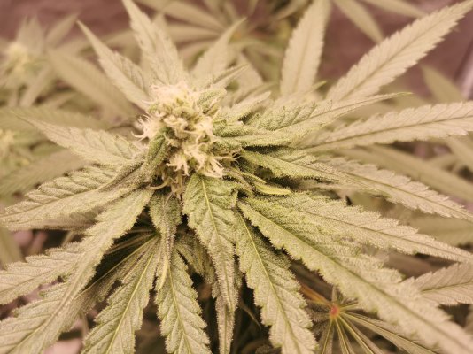 One month before harvest （Week 5）