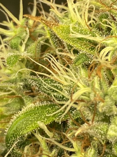 is-she-ready-first-grow-2.jpg