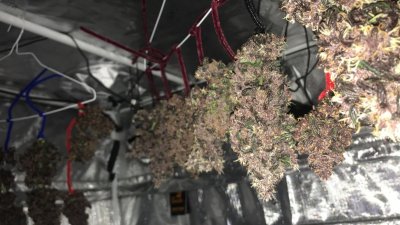 First Ever Grow --- Day 4