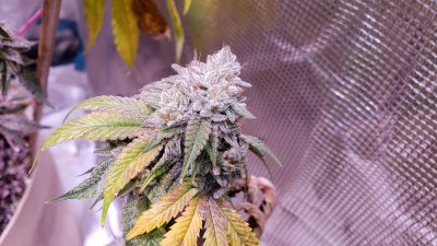 The BEST strains of all time.  Vote here!