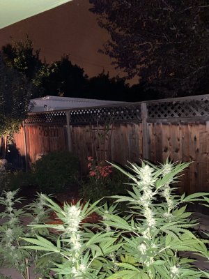 8CD32555-1DF0-4A8A-A8A4-F05B4ED3746D.jpeg