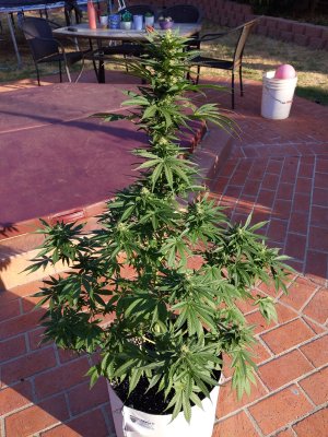 How close is this plant to harvest?
