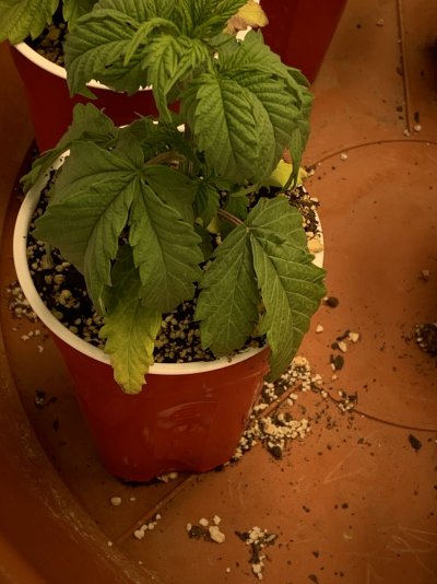 yellowing-and-crickling-leafs-help-2.jpeg