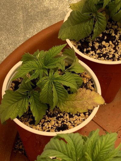 yellowing-and-crickling-leafs-help-3.jpeg