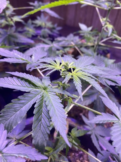 What to do with male plants?