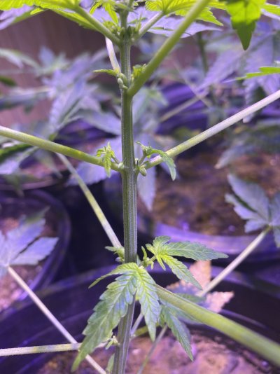 What to do with male plants?