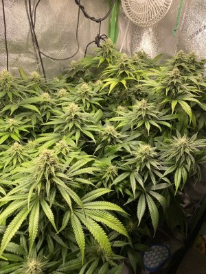 Cloudy vs clear vs amber trichomes