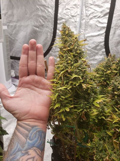 big-buds.jpg