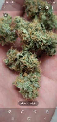 Karma Genetics  Headbanger / Mr D0p3sauce Grow Blog =]