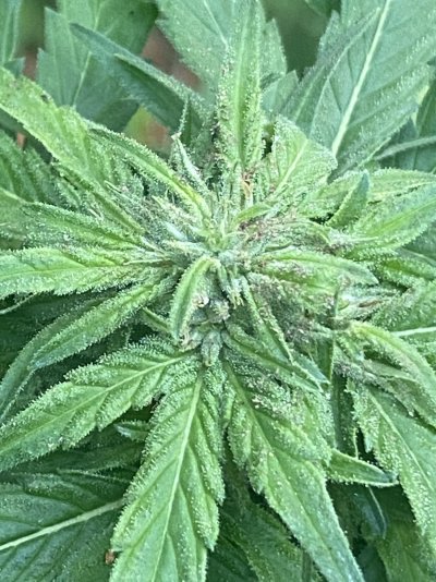 New grower need help please