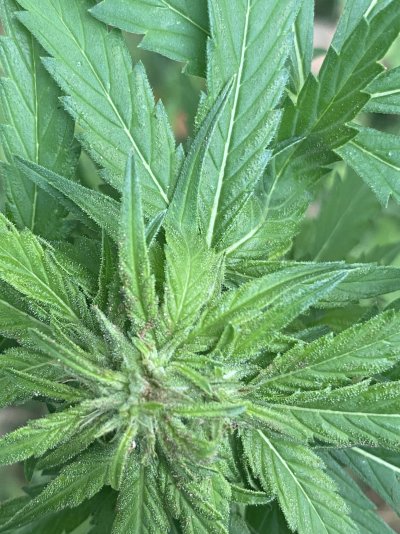 New grower need help please