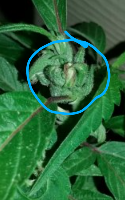 Little Hindu man found in my early flower check out all the three pictures mind blower for us here at budshiners