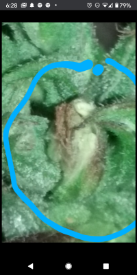 Little Hindu man found in my early flower check out all the three pictures mind blower for us here at budshiners