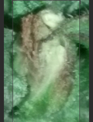 Little Hindu man found in my early flower check out all the three pictures mind blower for us here at budshiners