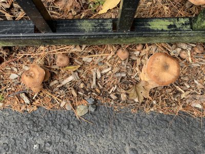 What kind of mushroom are these?
