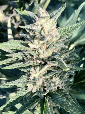 Lets see your 2020 Outdoor Plants!
