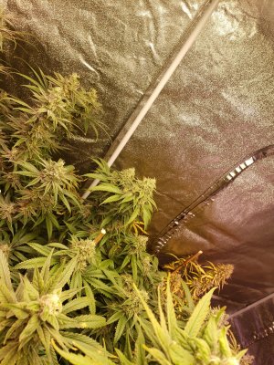 8 Photos 6 Autos 8x4 Grow 6 x 2000w LED grow