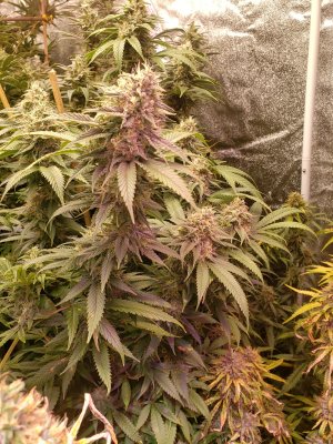 8 Photos 6 Autos 8x4 Grow 6 x 2000w LED grow