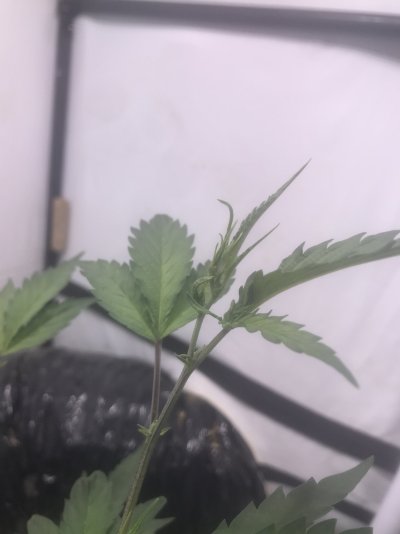 tips-have-twisted-leaves---any-ideas-2.jpeg