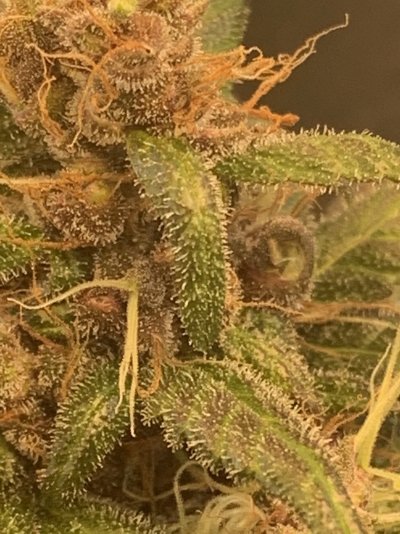 swamping-method-by-alien-agriculture-7.jpeg