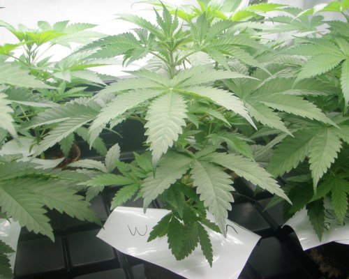 growdec2 008.jpg1.jpg
