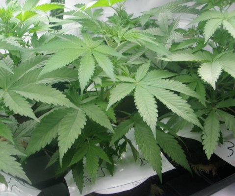 growdec2 009.jpg1.jpg