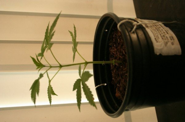 mexican-brick-weed-bagseed-grow-6.jpg