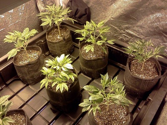 2 weeks veg 028.jpg