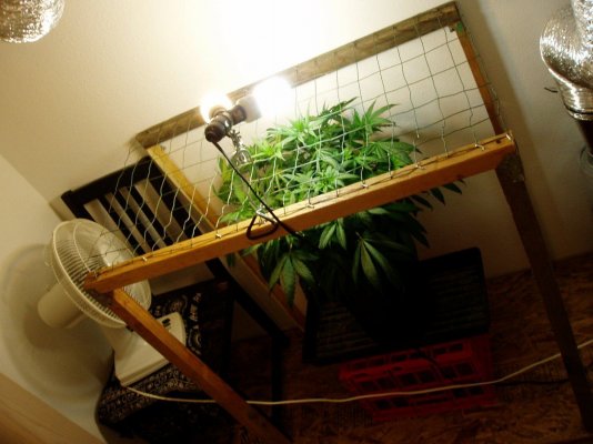 ghetto_scrog.JPG