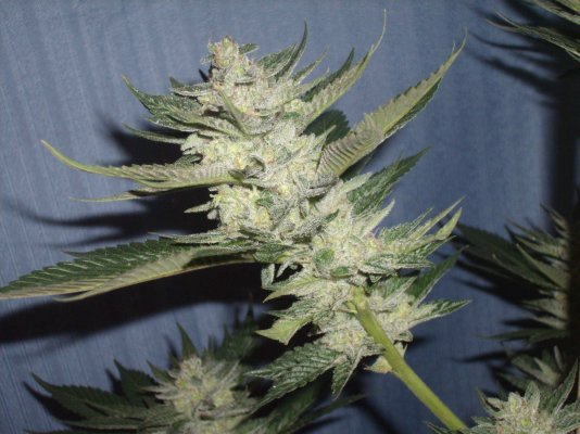The Pollen Chuckers Club! Homemade Crosses only...