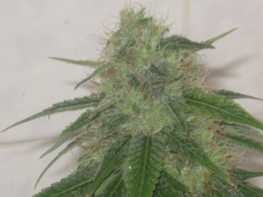 gl2 day46f a.JPG