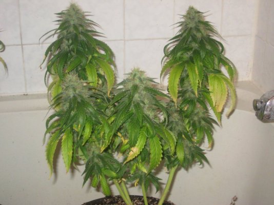 gl2 day46f c.JPG