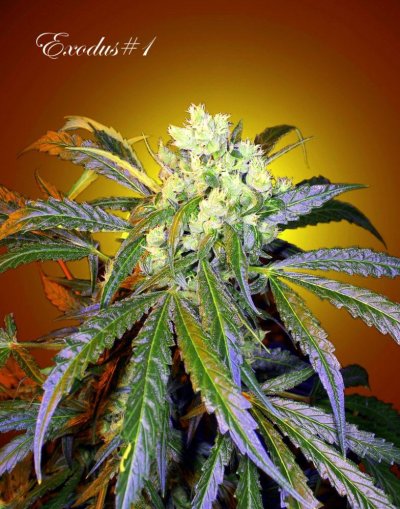 Sun Set Bud #2-6.jpg